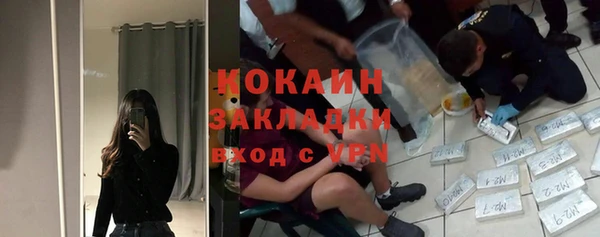 сатива Новозыбков