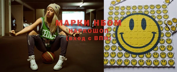 сатива Новозыбков